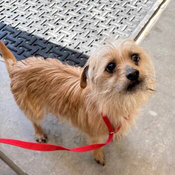 Mixed Breed Dogs Available for Adoption - Hotdog | PetCurious