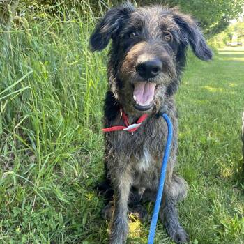 Lager -  Catahoula Leopard Dog Dog for Adoption in Allegan, Michigan - Lager | PetCurious