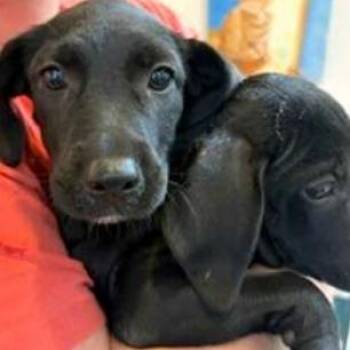 Xavian -  Labrador Retriever and Mixed Breed Dog for Adoption in Wilmington, Delaware - Xavian | PetCurious