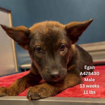Egan -  Australian Cattle Dog Blue Heeler Dog for Adoption in Tomah, Wisconsin - Egan | PetCurious