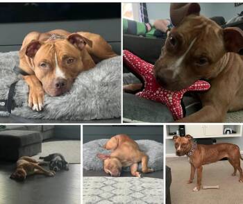 Fanta -  American Staffordshire Terrier and Pit Bull Terrier Dog for Adoption in Baltimore, Maryland - Fanta | PetCurious