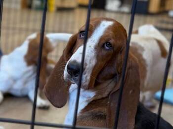Bam Bam -  Basset Hound Dog for Adoption in Salt Lake City, Utah - Bam Bam | PetCurious