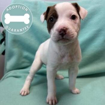 Mixed Breed Dogs Available for Adoption in Janesville, Wisconsin - Tillie | PetCurious