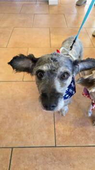 Nugget, Grey male Dachshund mix -  Dachshund Dog for Adoption in Montrose, Colorado - Nugget, Grey Male Dachshund Mix | PetCurious