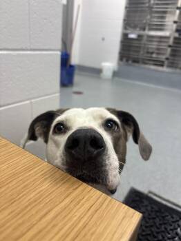AUDRY -  Labrador Retriever and Mixed Breed Dog for Adoption in Indianapolis, Indiana - AUDRY | PetCurious