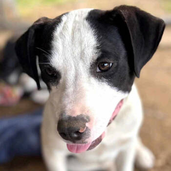 Rescue Catahoula Leopard Dog and Mixed Breed Dogs for Adoption in Wadena, Minnesota - Bull Lee Tucker | PetCurious