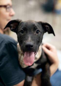 Pit Bull Terrier and Belgian Shepherd Malinois Dogs Available for Adoption - Ocean Spray | PetCurious