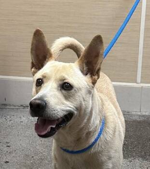 Rocket -  Cattle Dog and Mixed Breed Dog for Adoption in Honolulu, Hawaii - Rocket | PetCurious