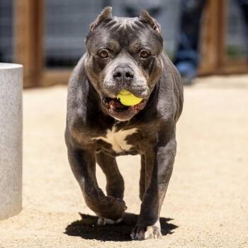 Johnny -  Pit Bull Terrier and American Bulldog Dog for Adoption in Turlock, California - Johnny | PetCurious