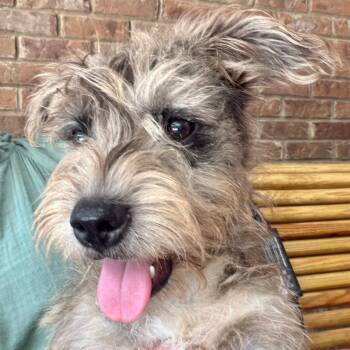 Sparrow -  Mixed Breed Dog for Adoption in Groveland, Massachusetts - Sparrow | PetCurious