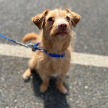 SCOOBY -  Parson Russell Terrier and Mixed Breed Dog for Adoption in Boston, Massachusetts - SCOOBY | PetCurious