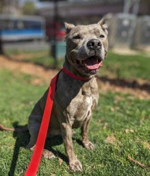 Mixed Breed Dogs Available for Adoption in Fairfax, Virginia - Jerry | PetCurious