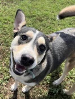 Rescue Husky Dogs for Adoption in Chickasha, Oklahoma - Athena | PetCurious