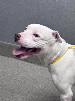 KING -  Pit Bull Terrier Dog for Adoption in Las Vegas, Nevada - KING | PetCurious
