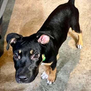 Chippy -  Hound and Mixed Breed Dog for Adoption in Overland Park, Kansas - Chippy | PetCurious