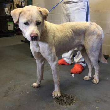 Tiger 2945 -  Mixed Breed Dog for Adoption in Hamilton, Georgia - Tiger 2945 | PetCurious