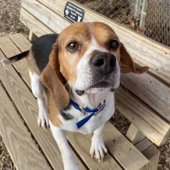 Beagle Dogs Available for Adoption - Baxter  | PetCurious