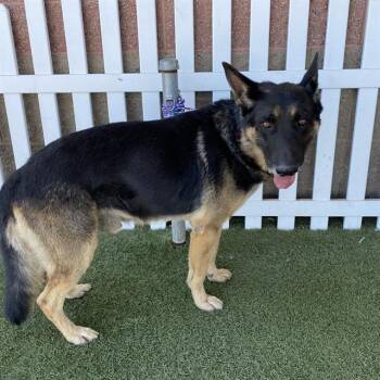 A613779 -  German Shepherd Dog Dog for Adoption in Modesto, California - A613779 | PetCurious