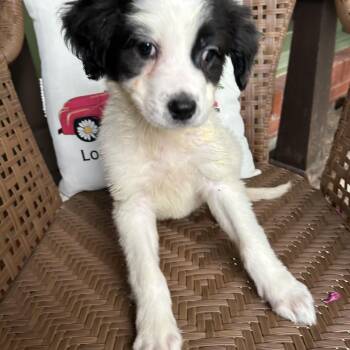 Minnie -  Spaniel Dog for Adoption in Fosters, Alabama - Minnie | PetCurious