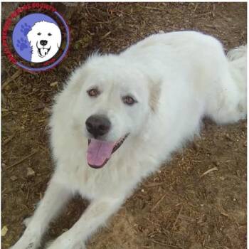 Sugar -  Great Pyrenees Dog for Adoption in Spring, Texas - Sugar | PetCurious
