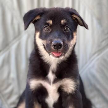 Napoleon Dynamite Pup - Pedro -  Labrador Retriever and Shepherd Dog for Adoption in San Diego, California - Napoleon Dynamite Pup - Pedro | PetCurious