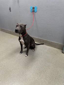 Rescue Pit Bull Terrier Dogs for Adoption in Las Vegas, Nevada - JELLY | PetCurious