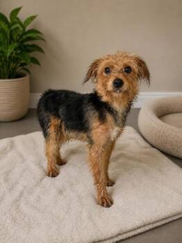 Yorkshire Terrier and Mixed Breed Dogs Available for Adoption in Malvern, Pennsylvania - Parker | PetCurious
