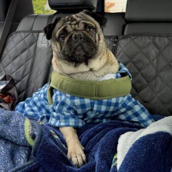 Goofy -  Pug Dog for Adoption in Seattle, Washington - Goofy | PetCurious