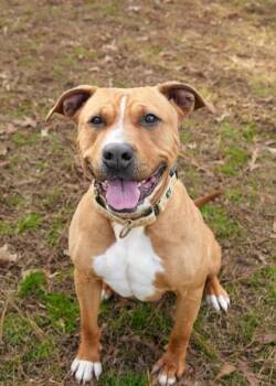 Prudence 55180 -  Mixed Breed Dog for Adoption in Aiken, South Carolina - Prudence 55180 | PetCurious