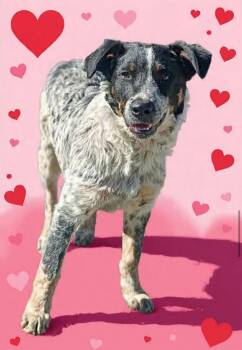 Australian Shepherd Dogs Available for Adoption - Noodle | PetCurious