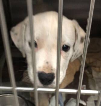 Bianca -  Labrador Retriever and Bulldog Dog for Adoption in Parma, Ohio - Bianca | PetCurious