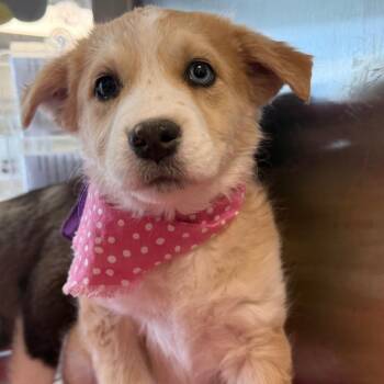 Mixed Breed Dogs Available for Adoption - Birch | PetCurious