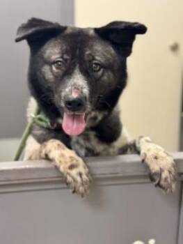 Diana -  Akita and Husky Dog for Adoption in Kansas City, Missouri - Diana | PetCurious