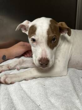 Rescue Pit Bull Terrier and Mixed Breed Dogs for Adoption in Norfolk, Virginia - Lava Girl | PetCurious