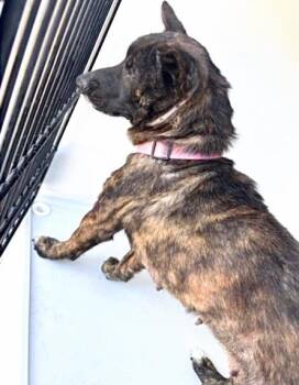 German Shepherd Dog and Mixed Breed Dogs Available for Adoption in Houston, Texas - A655967 | PetCurious