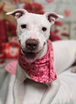 Terrier Dogs Available for Adoption - Britney | PetCurious