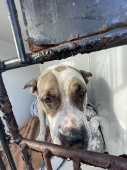 Pit Bull Terrier Dogs Available for Adoption in Mobile, Alabama - Gabriella | PetCurious