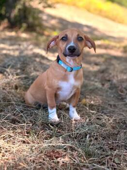 Tully -  Dachshund and Mixed Breed Dog for Adoption in Gradyville, Kentucky - Tully | PetCurious