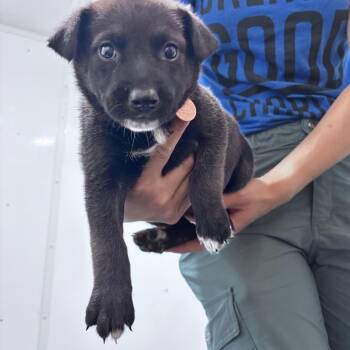 Lettie -  Mixed Breed Dog for Adoption in Bismarck, North Dakota - Lettie | PetCurious