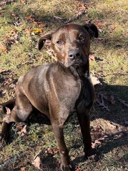 Rescue Labrador Retriever and Pit Bull Terrier Dogs for Adoption in Houghton Lake, Michigan - Bandit | PetCurious