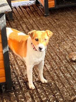 Rescue Jack Russell Terrier Dogs for Adoption in Millcreek, Utah - Jack | PetCurious