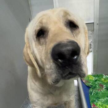 Labrador Retriever Dogs Available for Adoption in Greenville, South Carolina - Pooh Bear | PetCurious