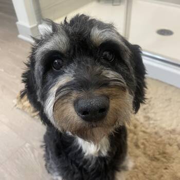 Meadow -  Aussiedoodle Dog for Adoption in Richmond, Virginia - Meadow | PetCurious