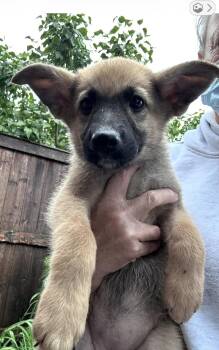 Harbor -  German Shepherd Dog Dog for Adoption in Bull Valley, Illinois - Harbor | PetCurious