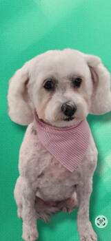 Doll -  Poodle and Mixed Breed Dog for Adoption in Houston, Texas - Doll | PetCurious