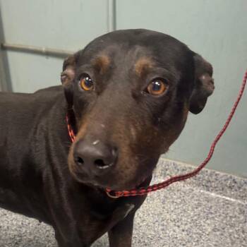 Pointer Dogs Available for Adoption - Xaden | PetCurious