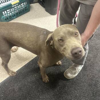 Snuff -  Labrador Retriever and Pit Bull Terrier Dog for Adoption in Lewisburg, West Virginia - Snuff | PetCurious