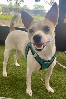 Rescue Jack Russell Terrier and Chihuahua Dogs for Adoption in Plant City, Florida - Georgie | PetCurious