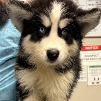 Parker -  Husky Dog for Adoption in Yuma, Arizona - Parker | PetCurious