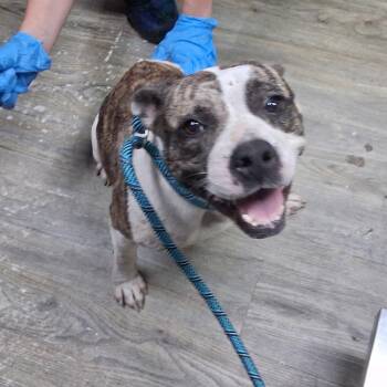 MoMo -  Mixed Breed Dog for Adoption in Summerville, South Carolina - MoMo | PetCurious